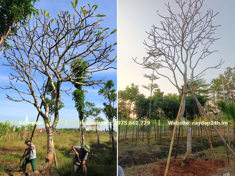 Bứng bầu cây Hoa Đại cổ thụ đem dâm ủ