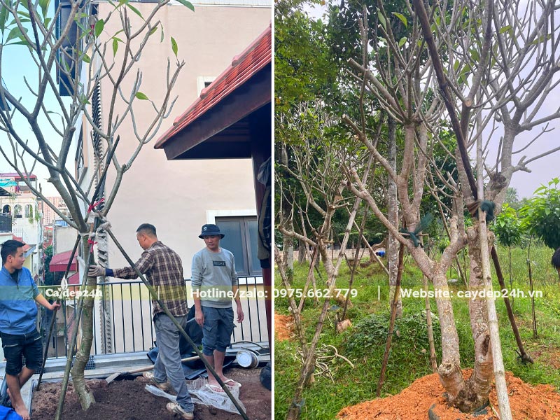 Công nhân đang trồng cây hoa Đại vàng cho sân vườn biệt thự