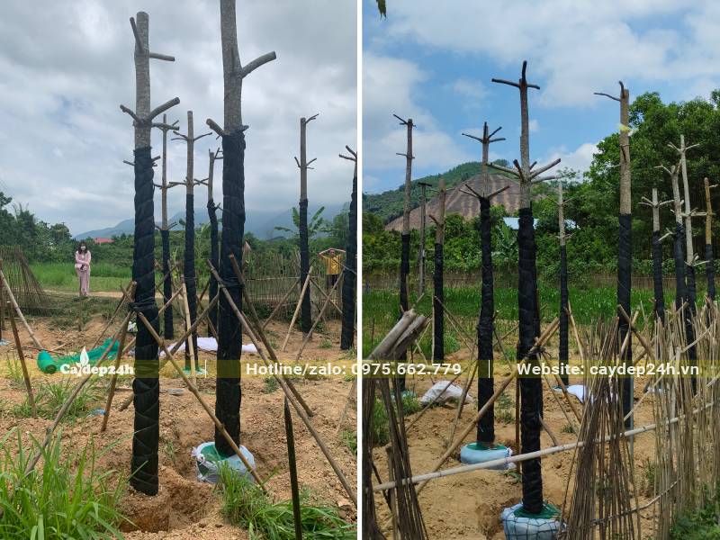 Đào hố và dâm ủ số lượng lớn cây hoa gạo công trình đk gốc cao 15 - 20cm