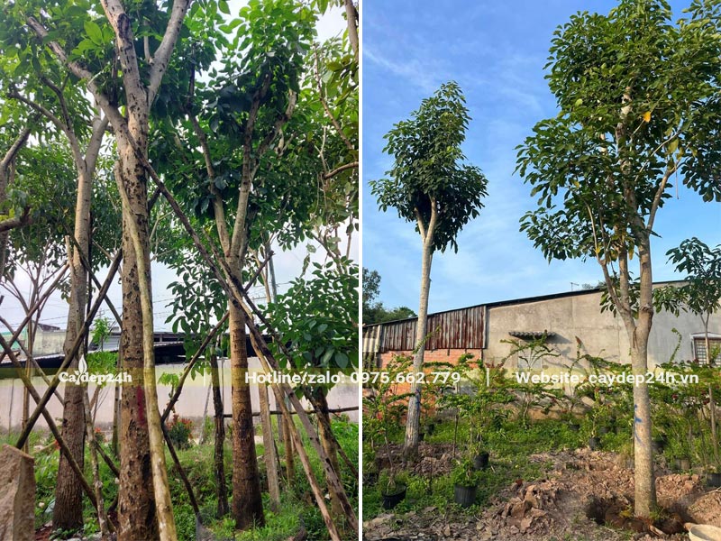 Cây Chuông Hồng trồng vào các hố đã đào trước đó