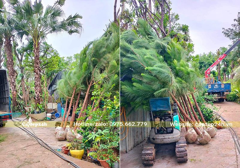 Xếp cây Thông Mã Vĩ tại công trình, chuẩn bị đem trồng