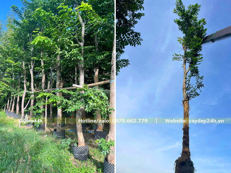 Cẩu số lượng lớn cây Giáng Hương đường kính gốc 15cm lên xe