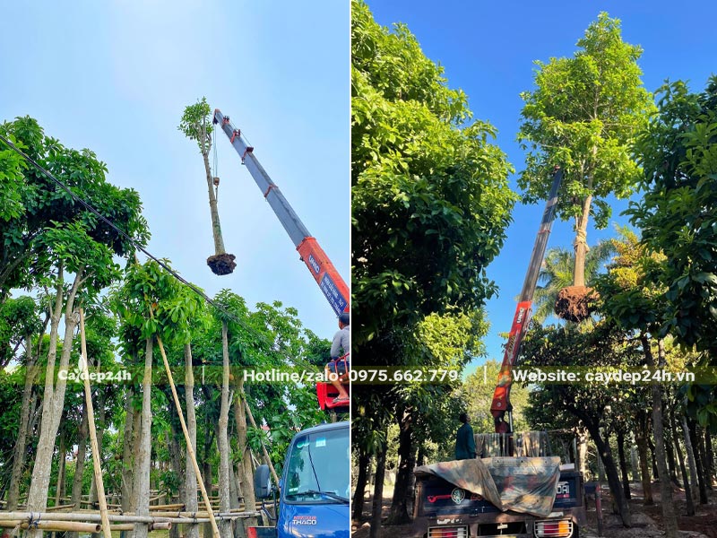 Dùng xe cây nâng cây Sala công trình lên xe công