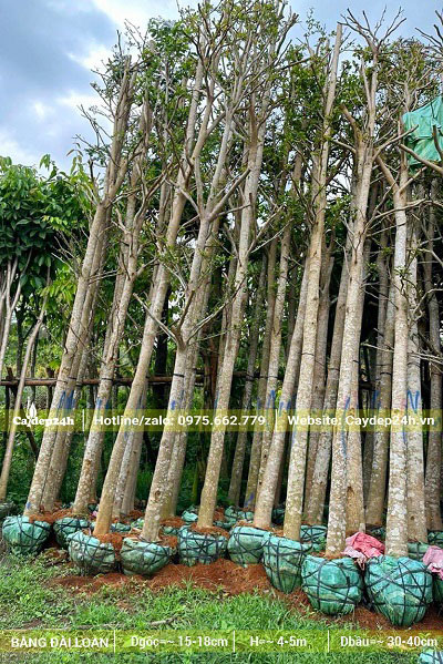 Bàng Đài Loan mới bứng bầu, đốn tai cành, chiều cao 4m