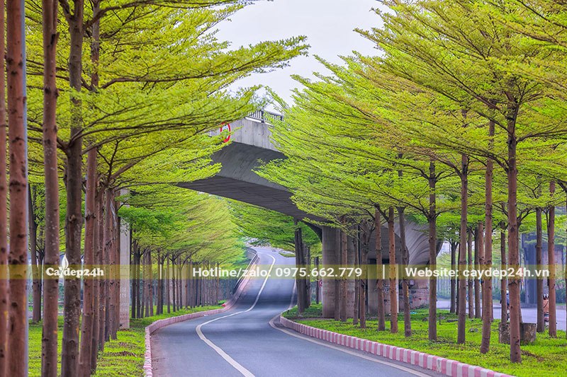 Bàng Đài Loan ra lá non tô điểm cho đường phố