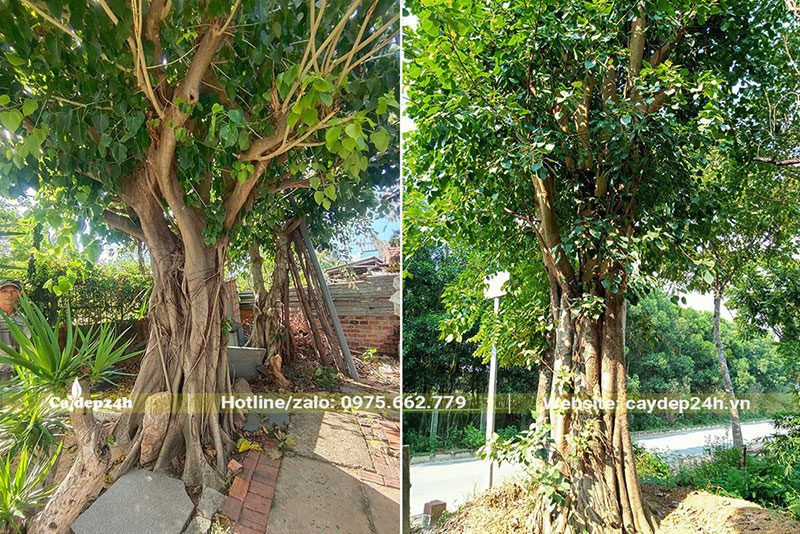 Mua bán cây Bồ Đề công trình tuyển chọn, thân đẹp
