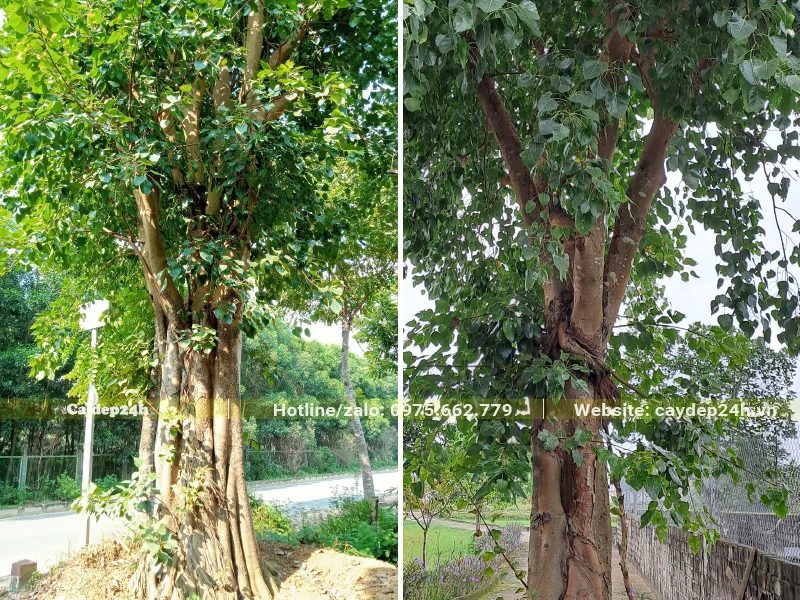 Cây Bồ Đề công trình cao lớn, đường kính 50cm