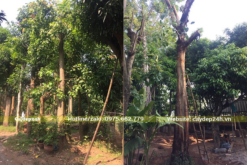 Cây giâm ủ được đốn bỏ cành tán đế cây được trẻ hóa