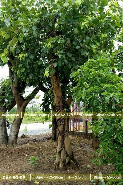 Bồ Đề trồng trước sân nhà, đk gốc 30 - 35cm