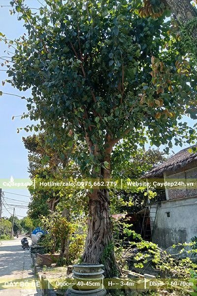 Cây Bồ Đề trồng vỉa hè đường phố