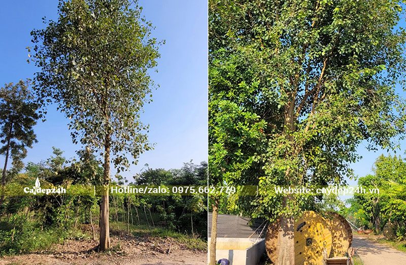 Bồ đề công trình cao 5 - 7m, tán rộng lớn