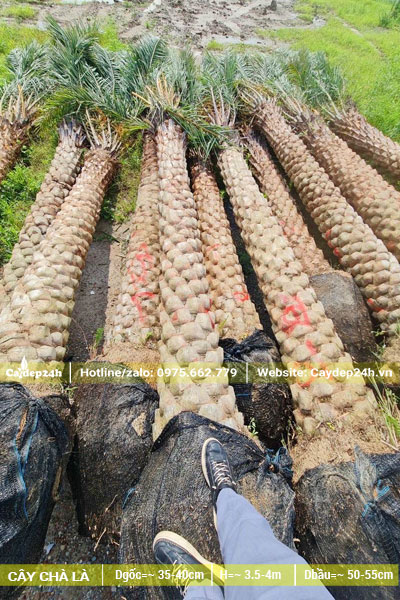 Lô Chà Là Trung Đông lóng cao 3 - 3.5m