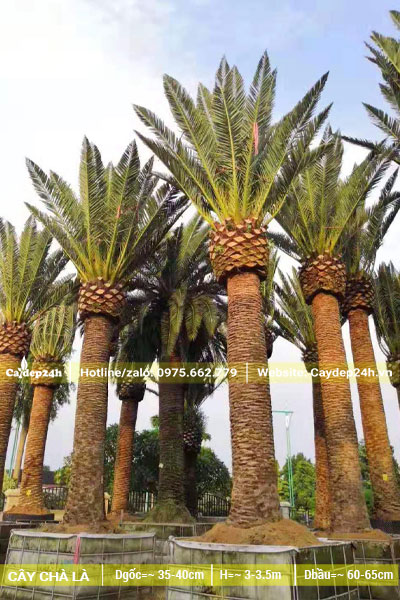 Vườn dâm ủ những cây Chà Là Trung Đông kích thước "khủng" đường kính gốc 45 - 50cm