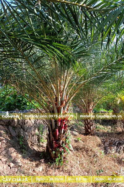 Vườn Chà Là đánh thẳng, lóng đã cao gần 1m