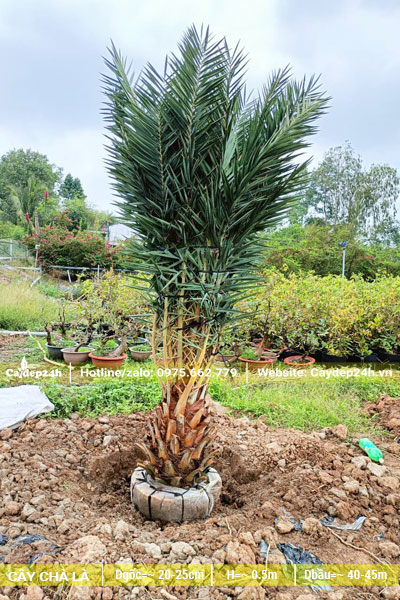 Đánh bầu cây Chà Là Trung Đông lóng cao 40 - 50cm