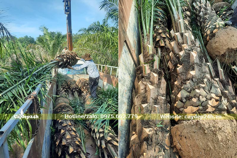 Cây Cọ Dầu công trình cao lớn dùng cần cẩu để xếp lên thùng xe