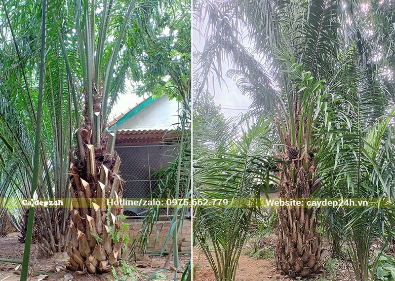 Cọ Dầu trưởng thành trồng lâu năm