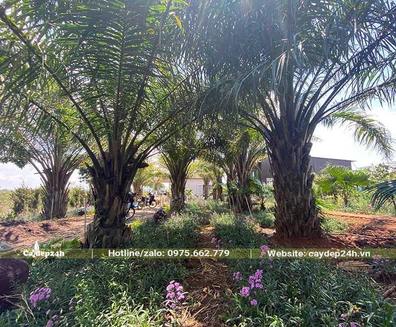 Bóng mát từ những chiếc lá dài của cây cọ dầu tỏa ra