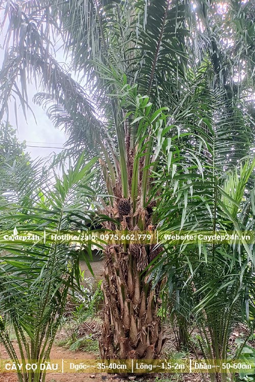 Bán cây Cọ Dầu công trình lóng thân cao 1,5m