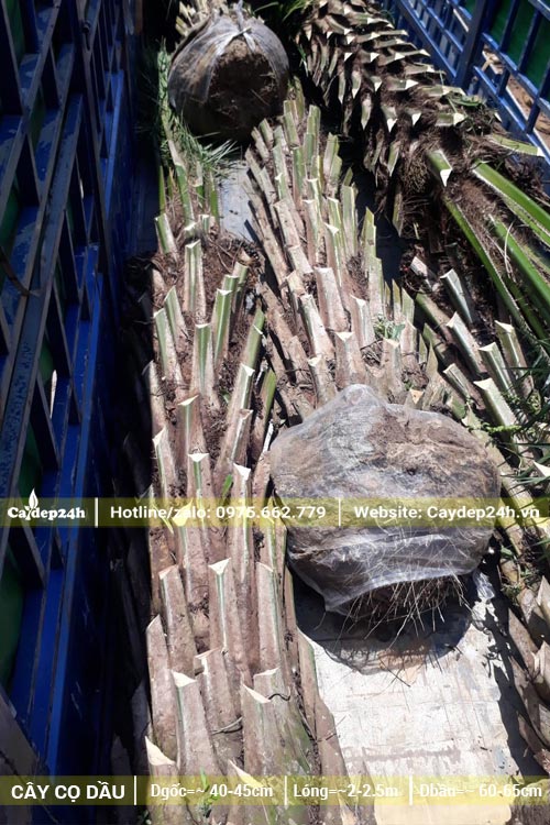 Mua cây Cọ Dầu lóng thân đẹp, cao 2m