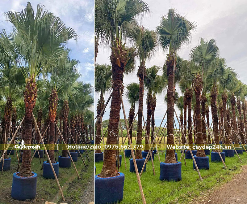 Vườn dâm ủ cây cọ Trơn lóng thân 3m