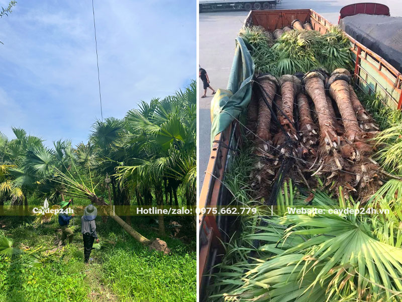 Cẩu và xếp hàng chục cây Cọ Trơn công trình lên xe tải