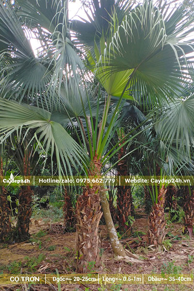 Vườn bán Cọ Trơn đánh thẳng