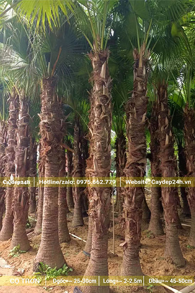 Cây Cọ Trơn hàng tuyển đã dâm ủ lâu năm