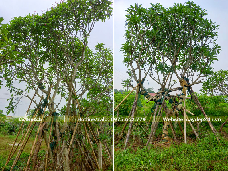Đại Đỏ cổ thụ chiều cao hơn 4m, vanh 50