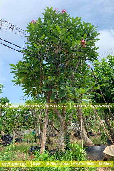 Cây Đại Đỏ lâu năm, đã dâm ủ kỹ
