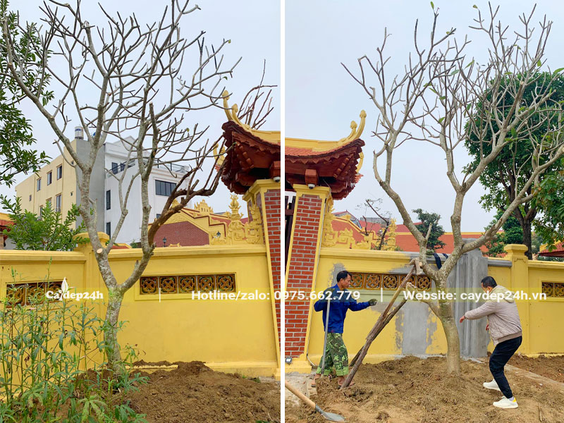 Công nhân đã trồng xong cây hoa Đại ở nhà thờ họ chuẩn bị dựng cọc chống