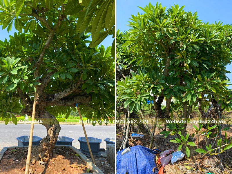 Cây hoa Đại bonsai dáng long siêu đẹp