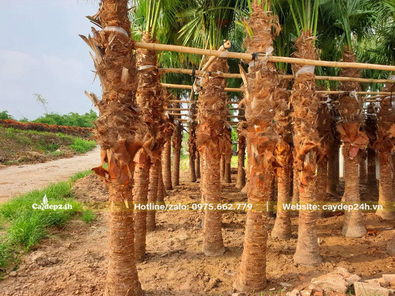 Dâm ủ hàng loạt cây cọ trơn công trình cao hơn