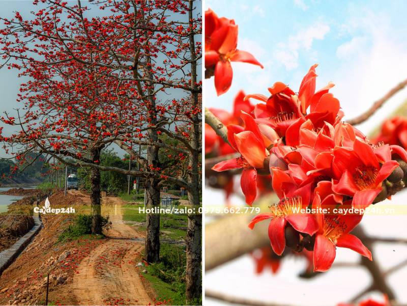 Những cây Gạo cổ thụ cao gần 10m đang khoác lên mình lớp áo hoa rực rỡ