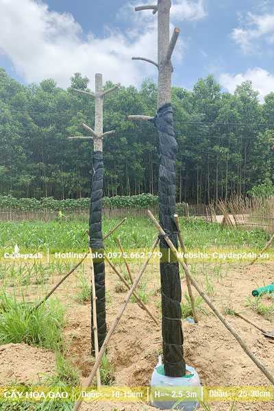 Dâm ủ cây Gạo đã tỉa hết tai cành, giữ lại những đoạn càng dài 15 - 20cm