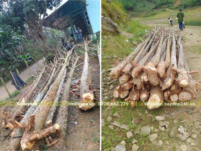 Thu hoạch cây hoa Gạo, để toàn bộ rễ trần rồi đem dâm ủ