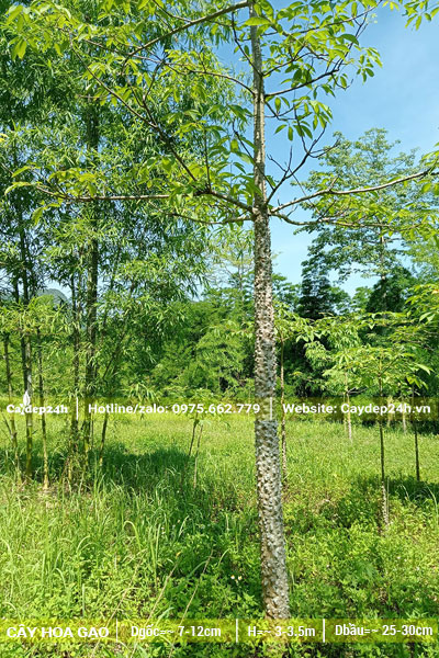 Vườn cây Gạo công trình đk 10cm được trồng và chăm sóc từ bé