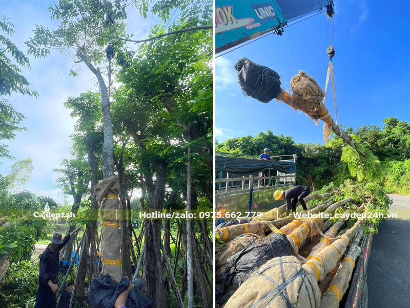 Chọn và cẩu cây Giáng Hương công trình đã dâm ủ nhiều năm