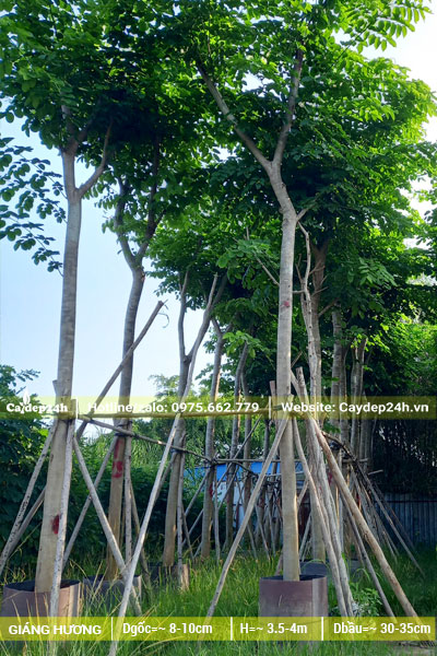 Giâm ủ số lượng lớn cây Giáng Hương đường kính gốc 8 - 10cm
