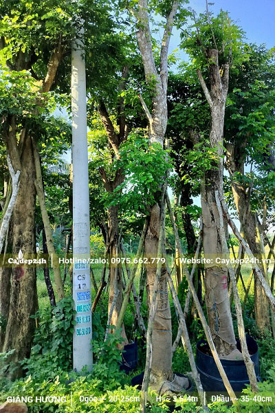 Cây cao 4 - 5m, dáng thẳng đẹp, cành tán mới đang ra