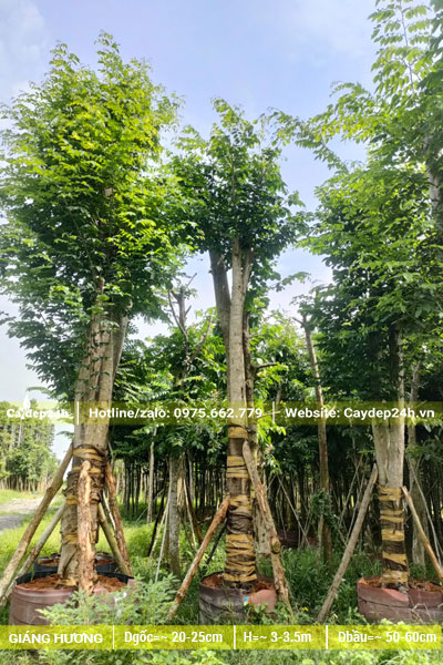 Giáng Hương đuôi công dáng đẹp, mới dâm ủ, đường kính gốc 25cm