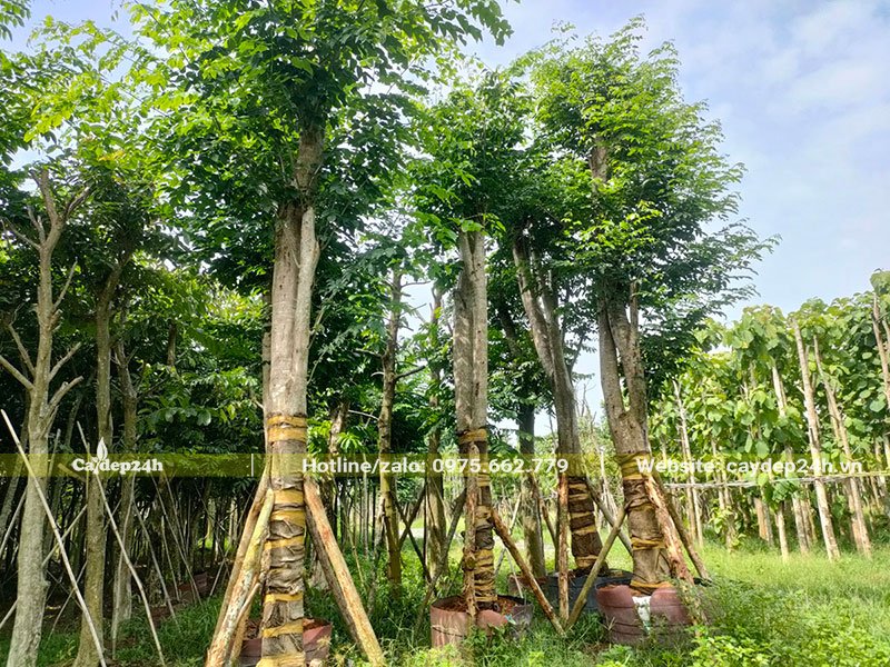 Vườn Giáng Hương huyết công trình