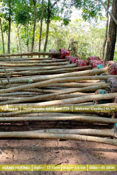 Cây mới bứng đã tỉa hết tay cành, chiều cao khoảng 4m