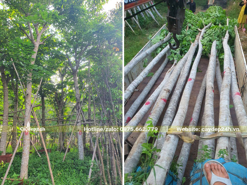 Cây Giáng Hương đuôi công đường kính gốc 10 - 15cm