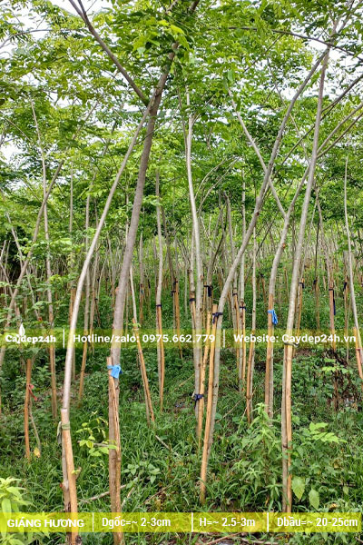 Vườn trồng Giáng Hương số lượng lớn, cây mới lớn đk gốc 2 - 3cm
