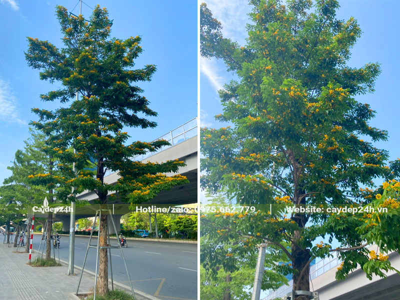 Hình ảnh cây Giáng Hương trồng vỉa hè đang nở hoa đẹp