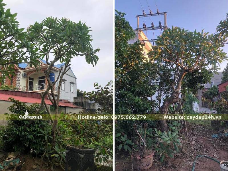 Trồng cây hoa Đại công trình lâu năm trong sân vườn nhà