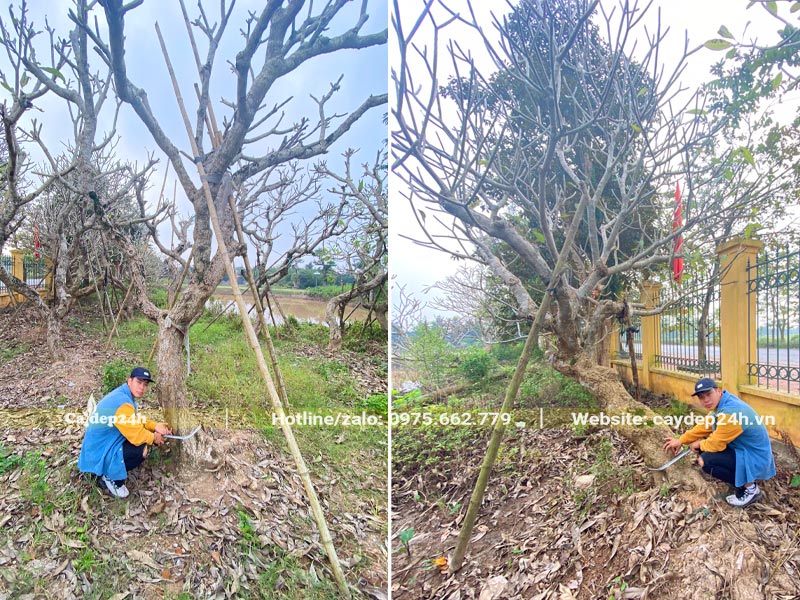 Vườn cây hoa Đại cổ thụ đường kính gốc 30 - 40cm