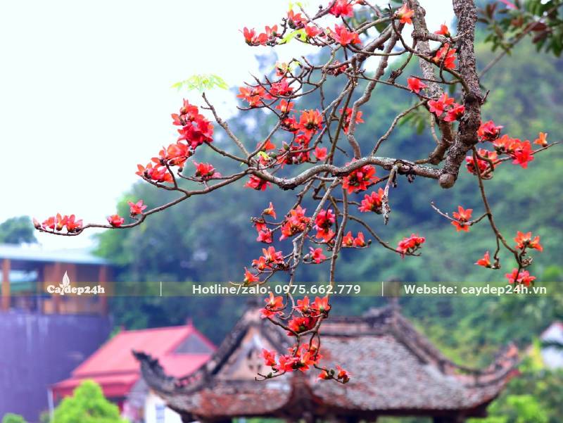 Chùm hoa gạo kheo sắc bên mái đình tại Hà Nội