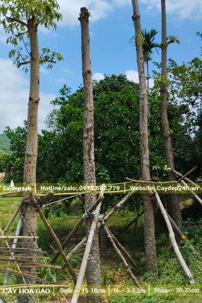 Cây hoa Gạo dâm ủ theo hàng, khoảng cách 60 - 70cm